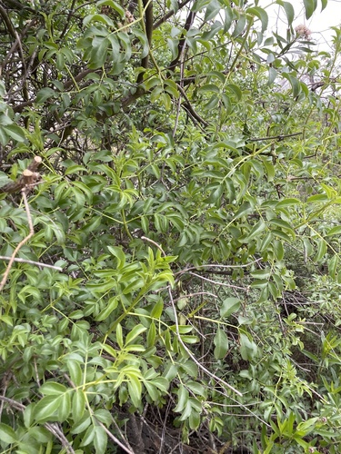 iNaturalist observation photo of blue elder