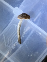 Pluteus thomsonii