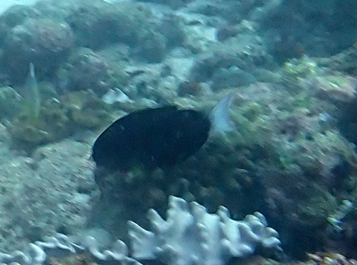 Whitetail Surgeonfish — seen at this dive site
