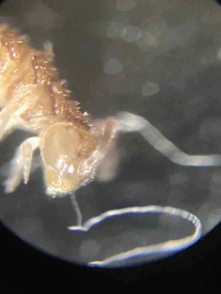 Polydesmidae in March 2023 by Mila B. · iNaturalist