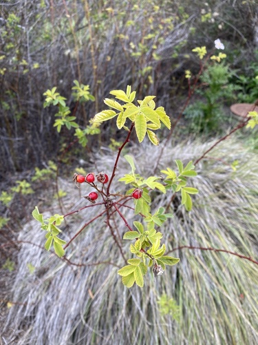 iNaturalist observation photo of California Wild Rose