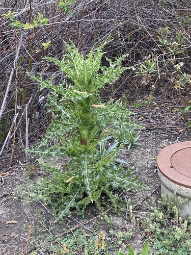 iNaturalist observation photo of prickly sowthistle