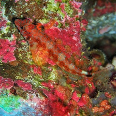 Fin-Spot Triplefin photo 3