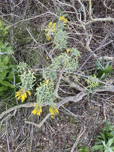 iNaturalist observation photo of Bladderpod