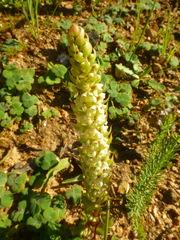 Satyrium bicallosum