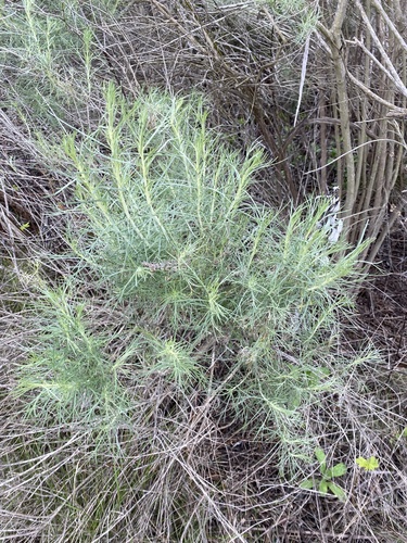 iNaturalist observation photo of California sagebrush