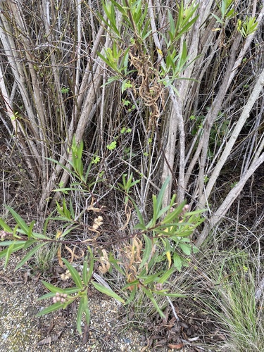 iNaturalist observation photo of mule fat