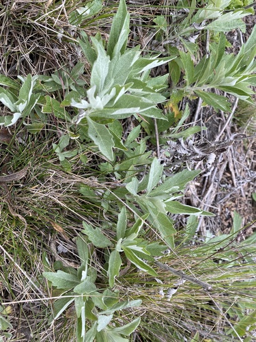 iNaturalist observation photo of California mugwort