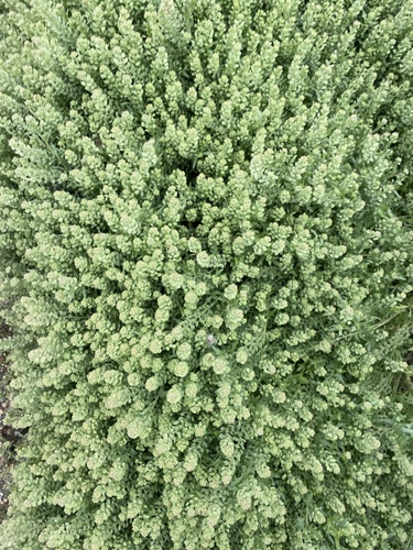 iNaturalist observation photo of Pepperweeds