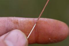 Netrostylis capillaris