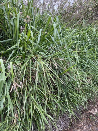 iNaturalist observation photo of giant wild rye