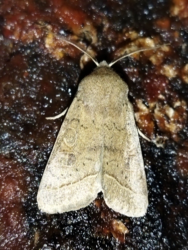 Common Quaker photo 6