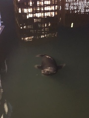 Arctocephalus pusillus doriferus