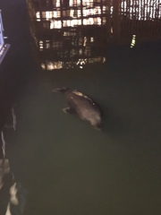 Arctocephalus pusillus doriferus