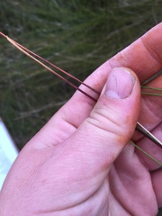 Netrostylis capillaris