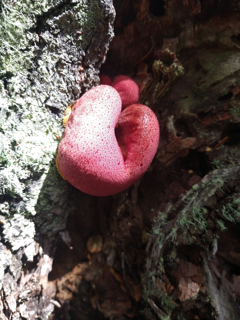 Fistulina antarctica · March 2023 · photo: © pablo_jusim (iNaturalist, cc-by)