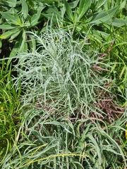 Andryala crithmifolia subsp. coronopifolia image