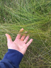 Netrostylis capillaris