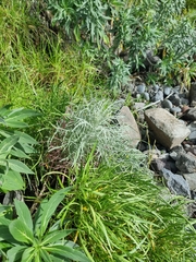 Andryala crithmifolia image