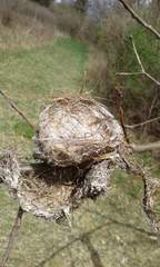 Aves