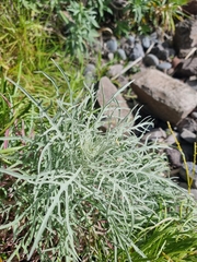 Andryala crithmifolia subsp. coronopifolia image