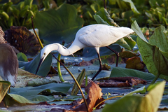 Egretta garzetta