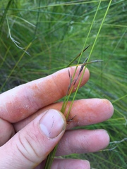 Netrostylis capillaris