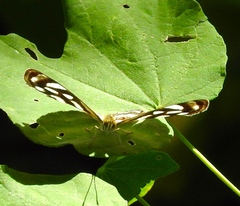 Dynamine postverta mexicana