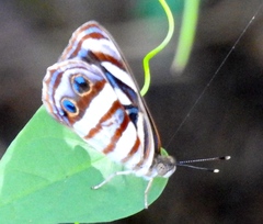 Dynamine postverta mexicana