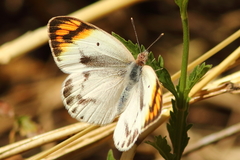 Colotis antevippe gavisa