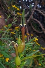 Ceropegia mahabalei