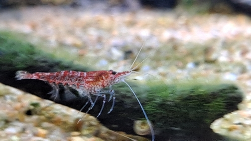 Tép đỏ cherry bò trên nền sỏi trong bể thủy sinh