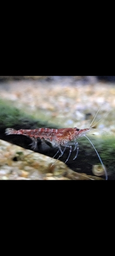Tép cherry đỏ nhìn nghiêng, râu dài, trong bể nuôi