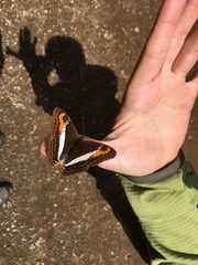 Adelpha corcyra collina