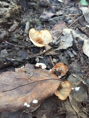 Podoscypha petalodes