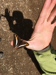 Adelpha corcyra collina