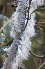 Salacia gerrardii