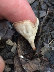 Podoscypha petalodes