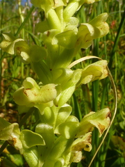 Pterygodium volucris