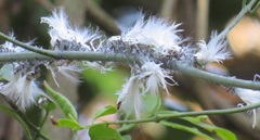 Salacia gerrardii