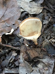 Podoscypha petalodes