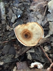 Podoscypha petalodes