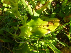 Pterygodium volucris