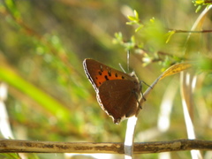 Chrysoritis chrysaor
