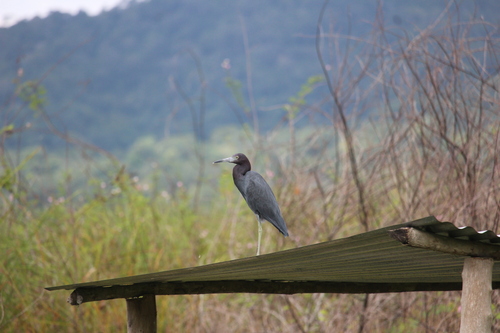 Egretta caerulea image
