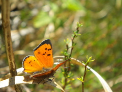 Chrysoritis chrysaor