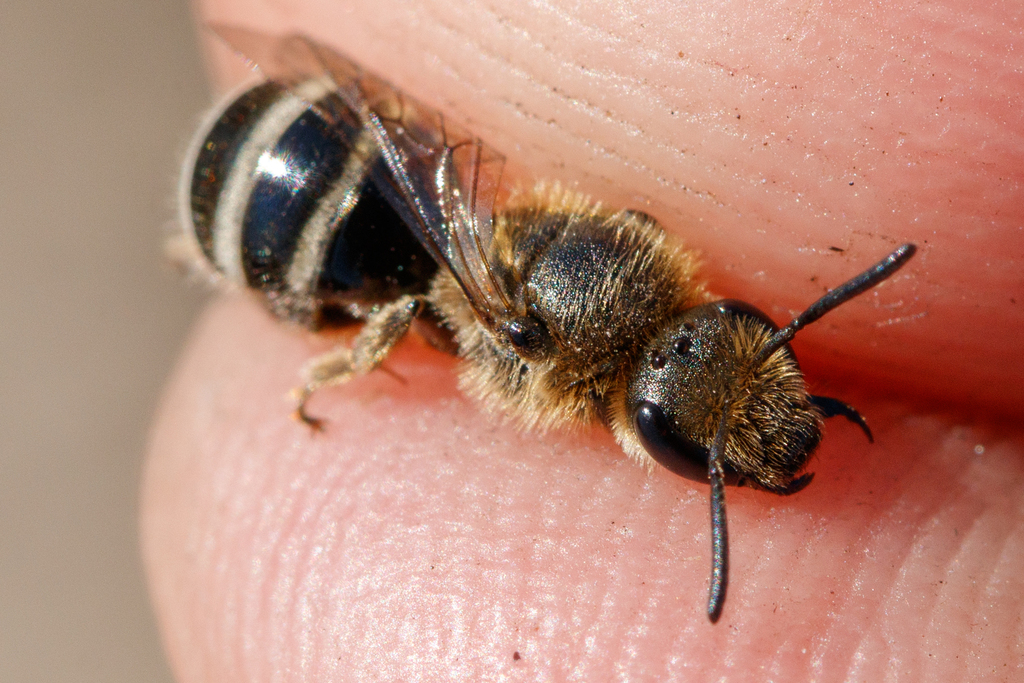 Lasioglossum sexmaculatum