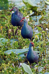 Porphyrio poliocephalus