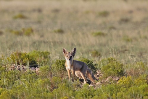 Swift Fox photographed in New Mexico