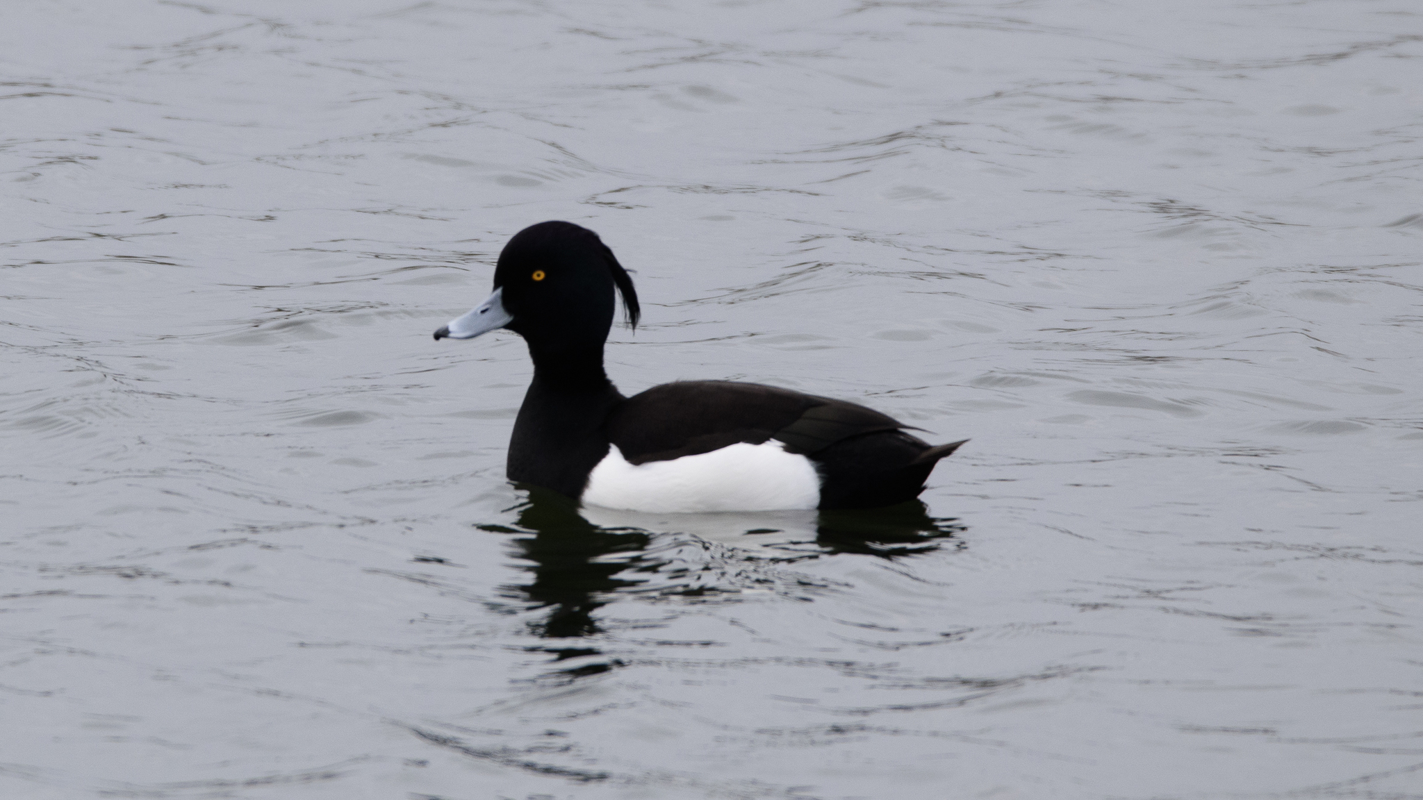 Tufted Duck (Aythya fuligula)